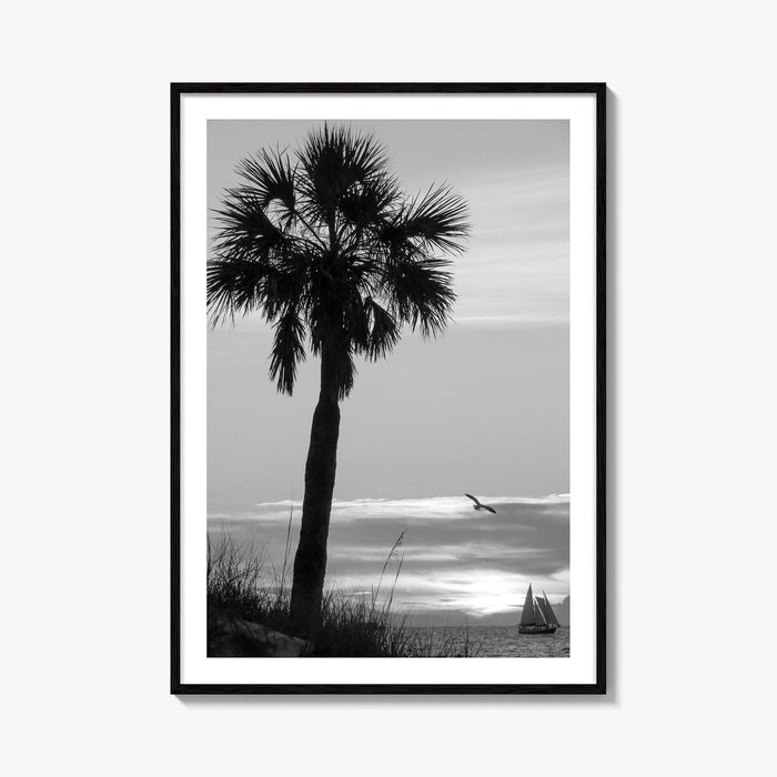 Clearwater Black and White Fine Art Photo Print, Palm Tree Florida Poster