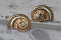 Conch Pearl/Shell Earrings - Rose Gold