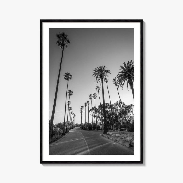 Elysian Park Black and White Fine Art Photo Print, Los Angeles Palm Trees Poster