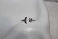 Island Girl Ring