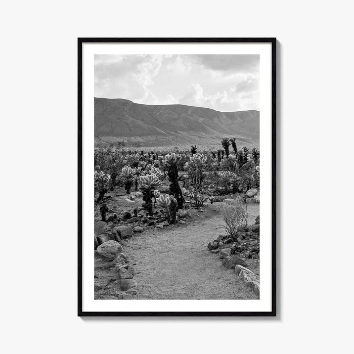 Joshua Tree Black and White Fine Art Photo Print, Cholla Cactus Garden California Poster