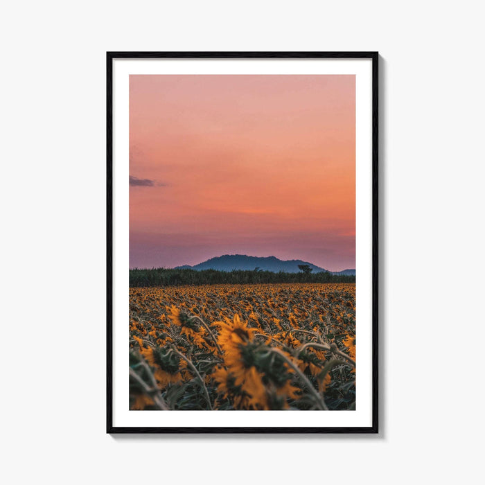 Kansas Fine Art Photo Print, Sunflower Field, USA Wall Decor Poster