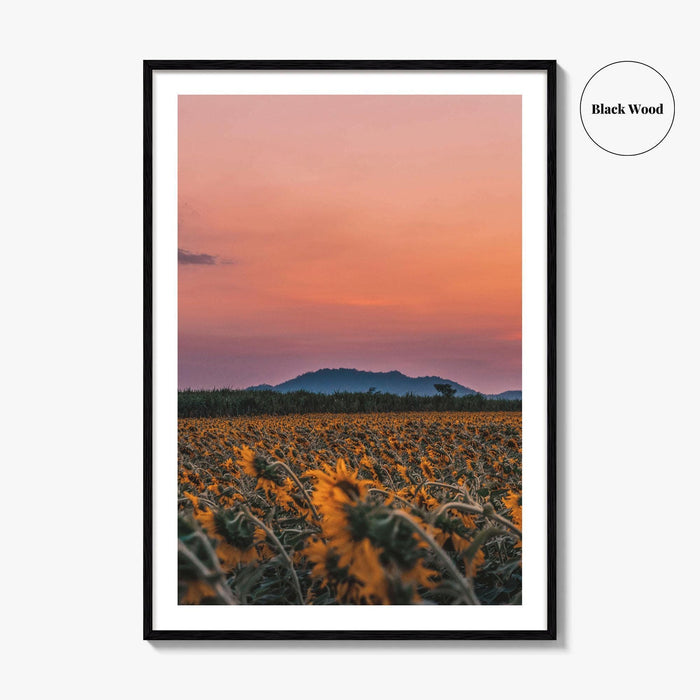 Kansas Fine Art Photo Print, Sunflower Field, USA Wall Decor Poster
