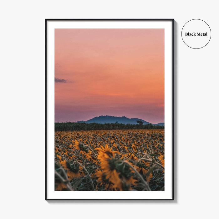 Kansas Fine Art Photo Print, Sunflower Field, USA Wall Decor Poster