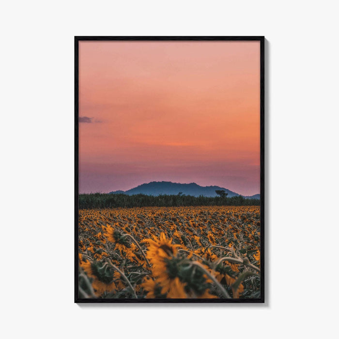 Kansas Fine Art Photo Print, Sunflower Field, USA Wall Decor Poster