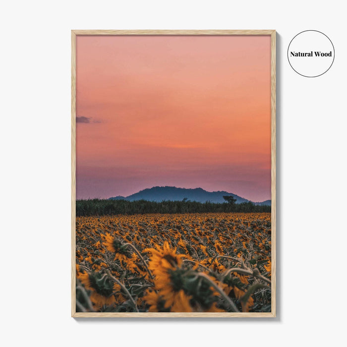 Kansas Fine Art Photo Print, Sunflower Field, USA Wall Decor Poster
