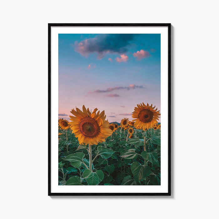 Kansas Fine Art Photo Print, Sunflower Field Landscape, Midwest USA Wall Poster