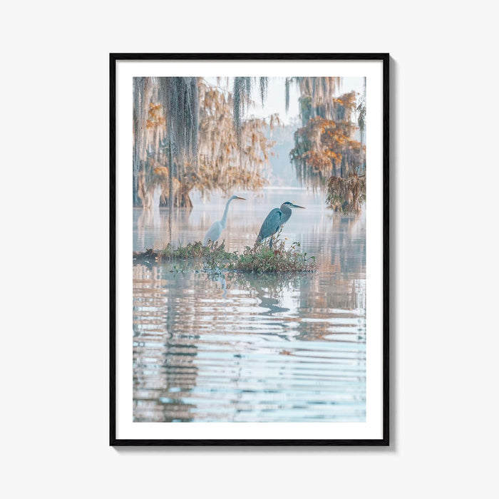 Louisiana Fine Art Photo Print, Atchafalaya Basin, Lafayette, Caddo Lake, Swamp Wall Poster