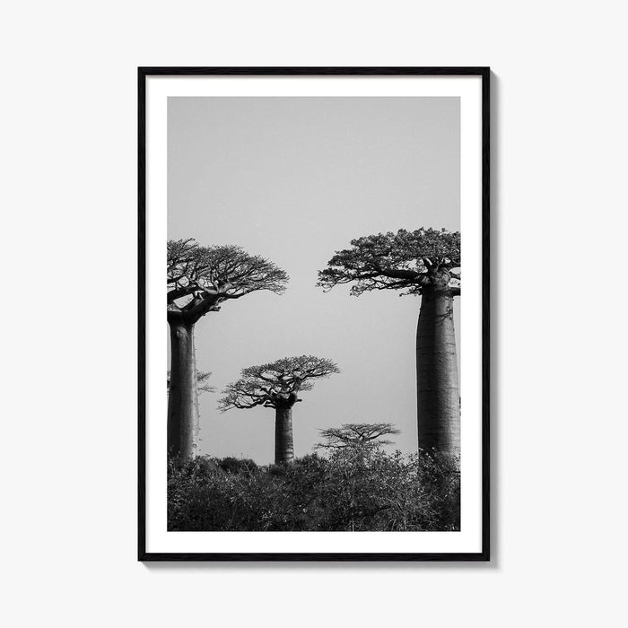 Morondava Black and White Fine Art Photo Print, Avenue Baobabs Madagascar Poster