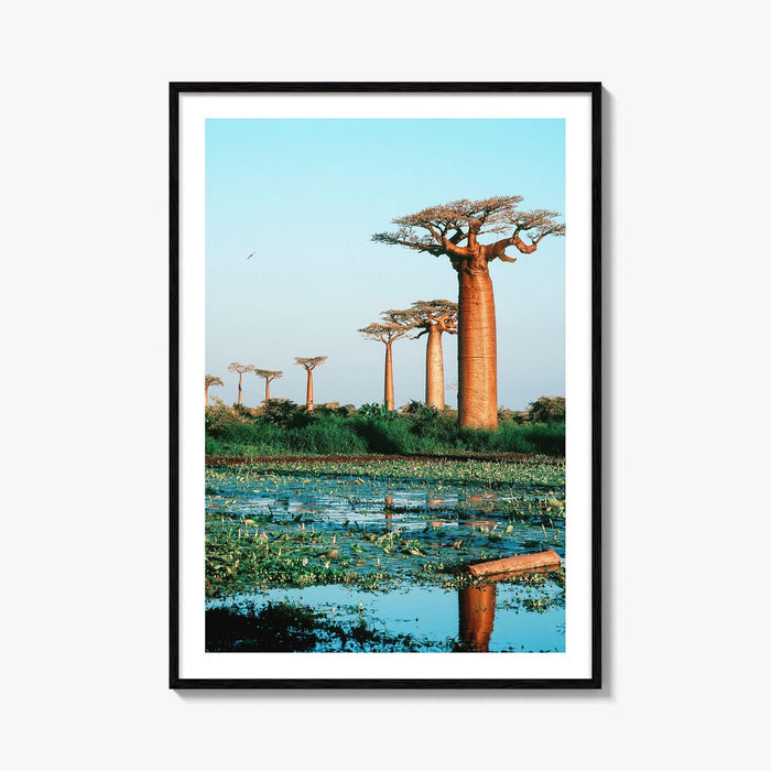 Avenue of the Baobabs Fine Art Photo Print, Morondava Madagascar, Menabe