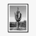 Mesa Arizona Black and White Fine Art Photo Print, Salt River, Phoenix, Saguaro Poster
