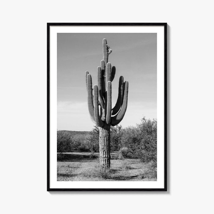 Mesa Arizona Black and White Fine Art Photo Print, Salt River, Phoenix, Saguaro Poster