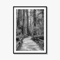 Muir Woods Black and White Fine Art Photo Print, Redwood Forest California Poster