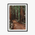 Muir Woods National Monument Fine Art Photo Print, Mill Valley, California, USA Poster