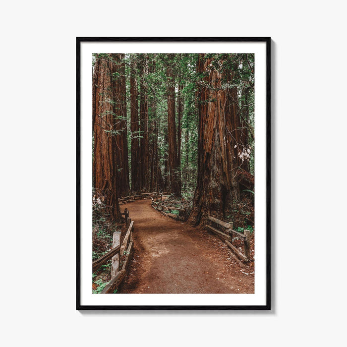 Muir Woods National Monument Fine Art Photo Print, Mill Valley, California, USA Poster