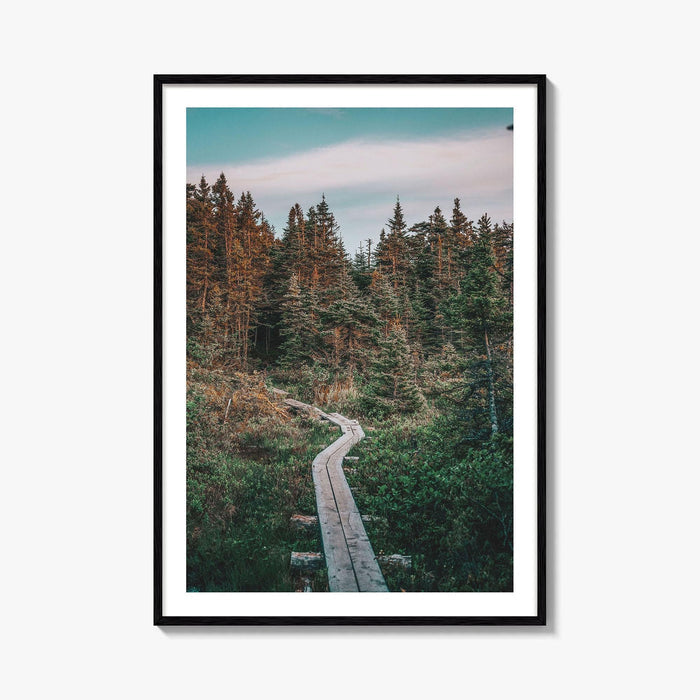 Outer Cove Fine Art Photo Print, Newfoundland and Labrador, St Johns, Forest Trail Poster