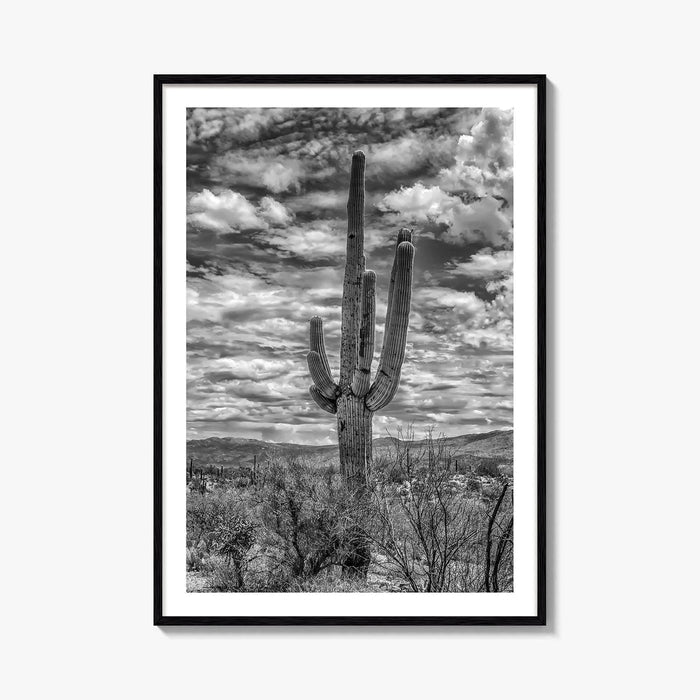 Saguaro National Park Black and White Fine Art Photo Print, Tucson Sonoran Desert Poster