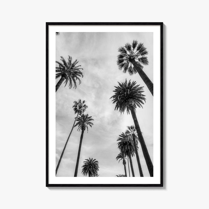 California Black and White Fine Art Photo Print, Los Angeles Palm Trees Poster