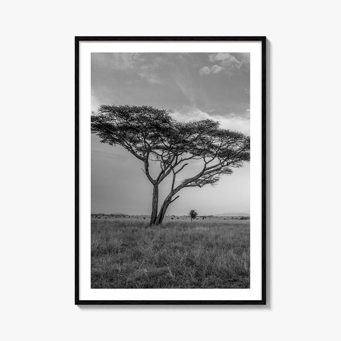 Serengeti Black and White Fine Art Photo Print, Tanzania Acacia Tree Poster
