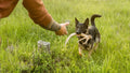 Shed Hunting 101: Train Your Dog to Find Antlers