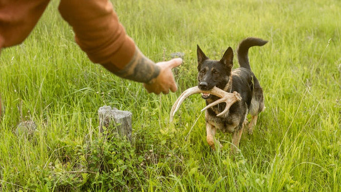 Shed Hunting 101: Train Your Dog to Find Antlers