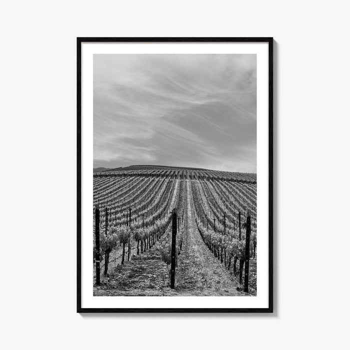 Sonoma Black and White Fine Art Photo Print, Wine Country Vineyards, California Poster
