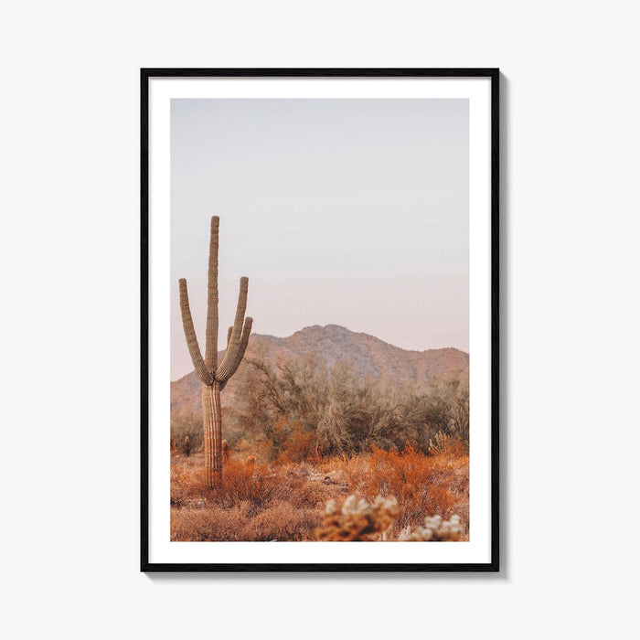 Saguaro National Park Fine Art Photo Print, Tucson Arizona, Sonoran Desert Poster USA